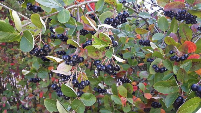 تعليمات لتقليم chokeberry في الخريف للمبتدئين البستانيين