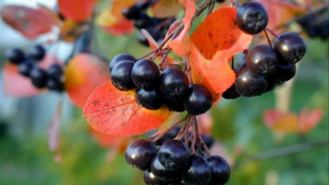 تعليمات لتقليم chokeberry في الخريف للمبتدئين البستانيين