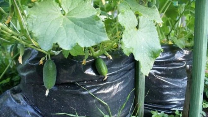 Instrucțiuni pentru cultivarea castraveților în saci: de la pregătirea materialelor până la recoltarea culturii finite