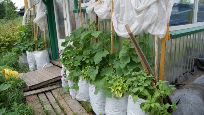 Instrucțiuni pentru cultivarea castraveților în saci: de la pregătirea materialelor până la recoltarea culturii finite