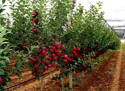 Intensive apple orchard
