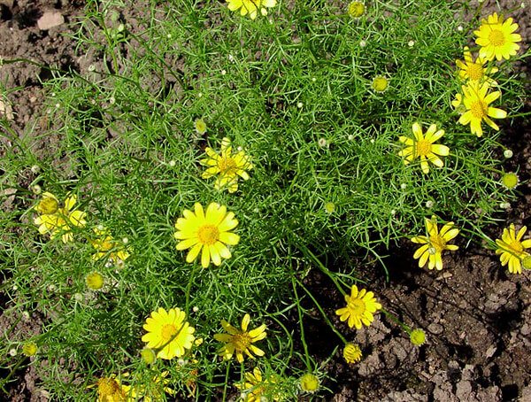 Interestingly, the leaves of ursinia are similar to chamomile, albeit thicker.