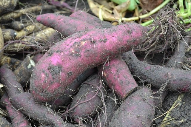 interessant zu sehen, wie Süßkartoffeln wachsen