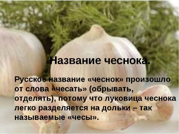 Interesting facts - how and where did the garlic come from?