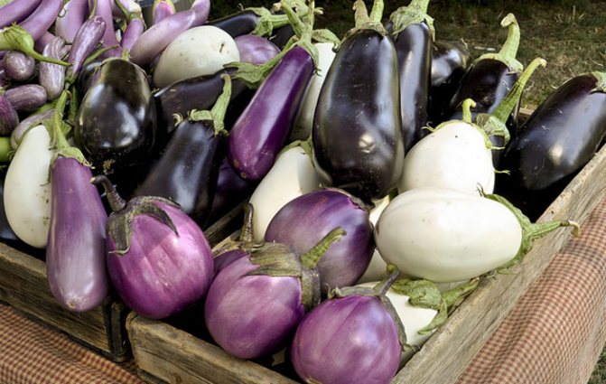 Intressanta fakta om aubergine