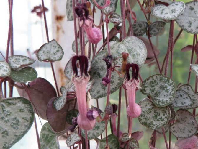 Interesting facts about Wood's ceropegia