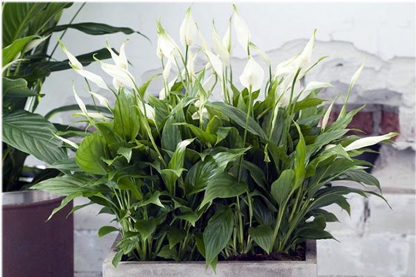 interesting facts about flowers - spathiphyllum