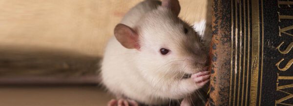 Fapte interesante despre șobolani