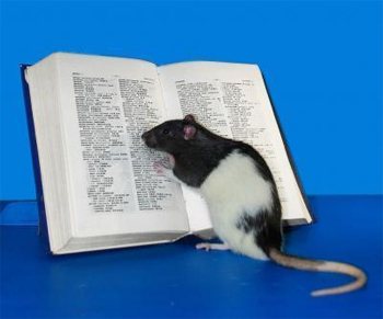 Intressanta fakta om råttor