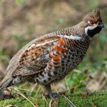 Interesting facts about hazel grouse photos