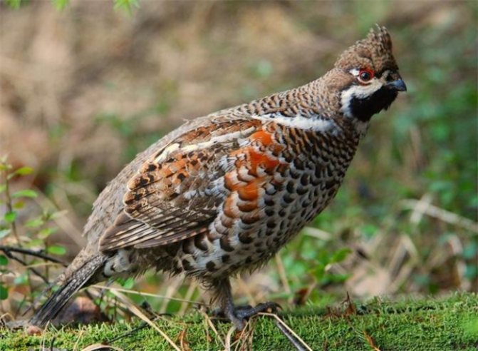Interesting facts about hazel grouse photos
