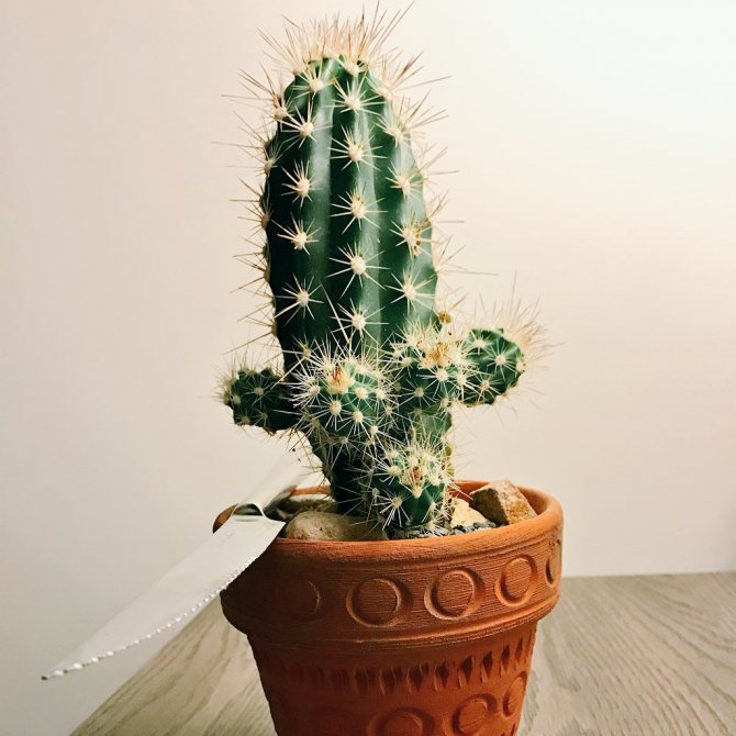 äußerlich interessanter Kaktus