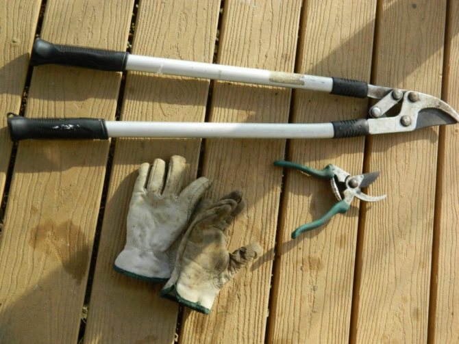 Equipment for pruning roses