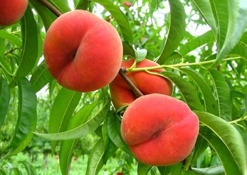 Смокиня праскова - какъв плод е и какви свойства има?