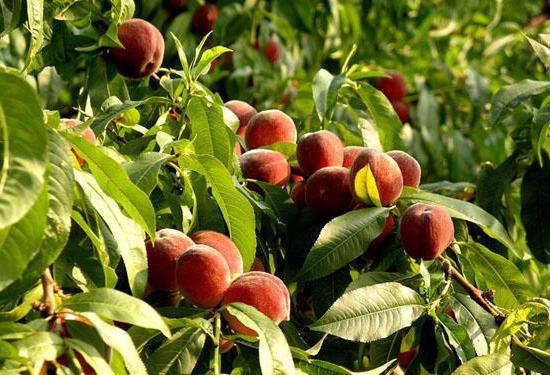fig peach varieties
