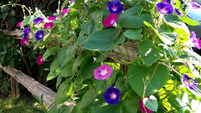 Morning glory on the fence