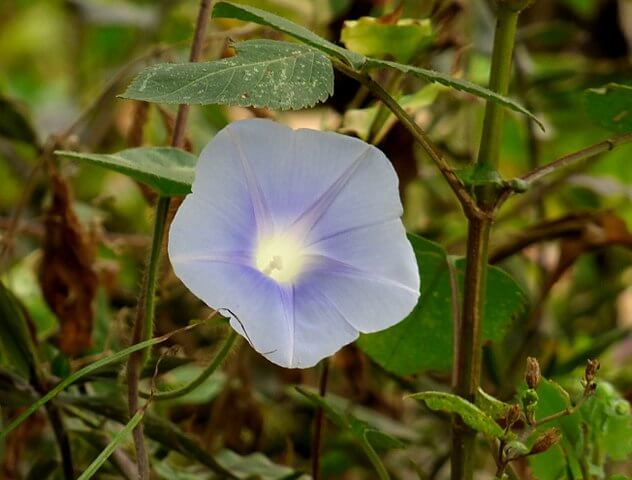 Morning glory is heavenly - blue