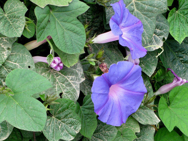 Morning glory is heavenly - blue