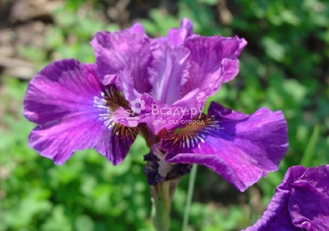 Jubli Blackberry Iris