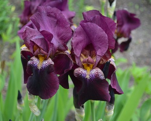 Iris vousatý hybrid - popis