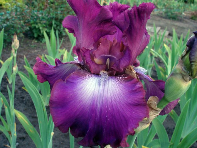 Skäggig iris