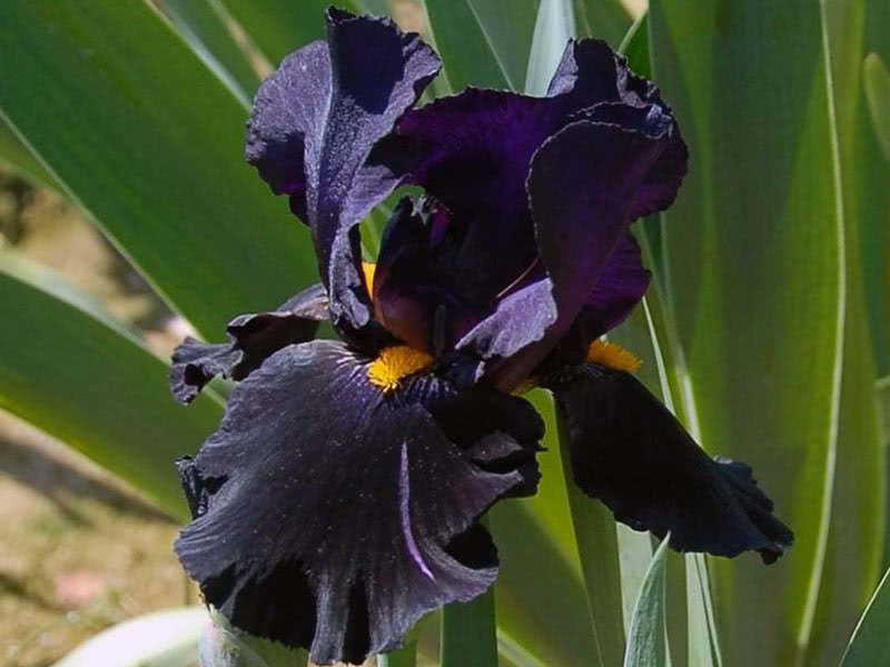 Iris tysk