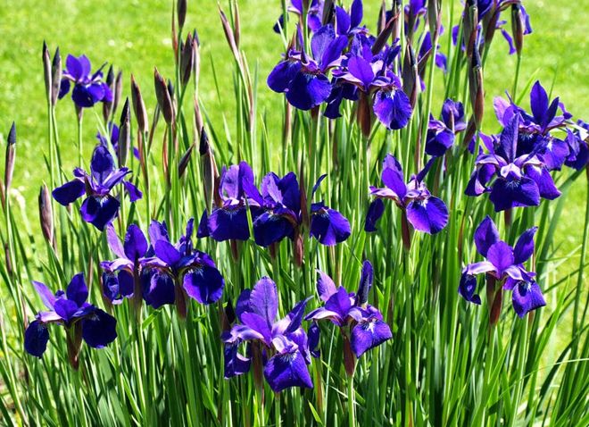 Paglalarawan ng Siberian iris