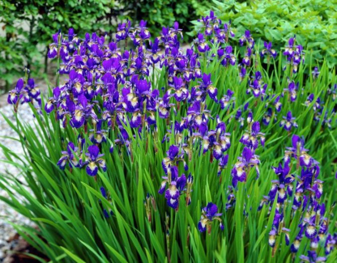 Iris siberian