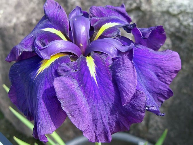 Japanese iris or xiphoid iris or Kempfler's iris