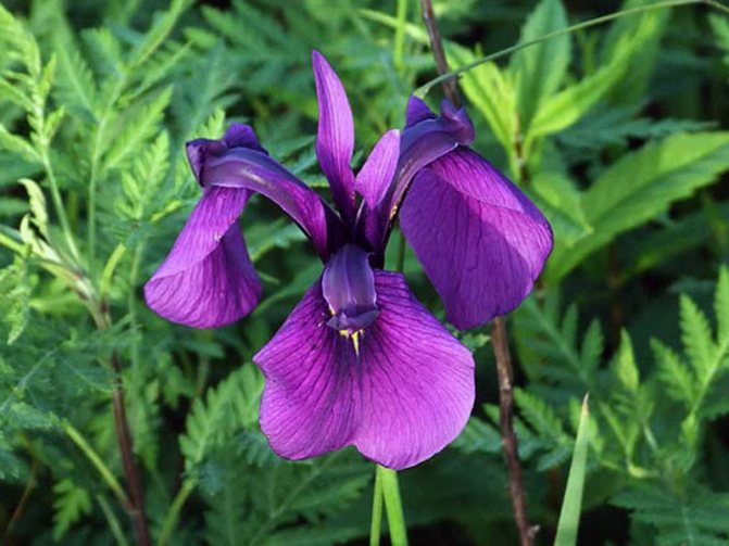 Irisul japonez sau irisul xifoid sau irisul lui Kempfler
