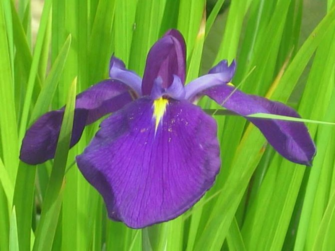 Japonská iris nebo xiphoidní iris nebo Kempflerova iris