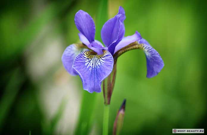 Irises (CC0)