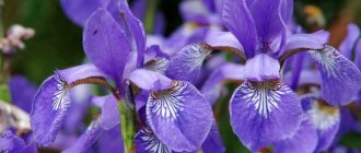Irises: planting and care, varieties, cultivation