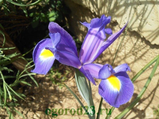 iris, plantering och vård i det öppna fältet 25