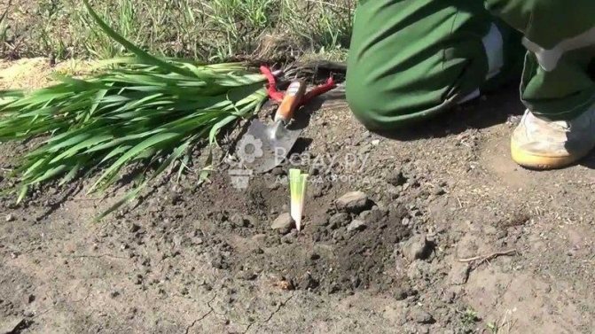Iris plantering och vård i det öppna fältet