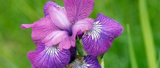 Irises - planting, care, reproduction and storage