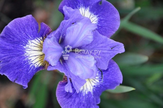 Lagu Coronation Irises
