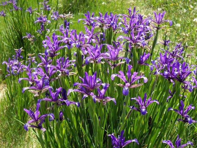 spuria iris