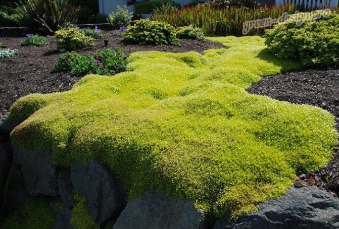 Irish moss in landscape design
