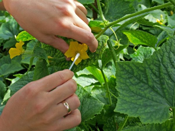 Artificial pollination will eliminate the problem