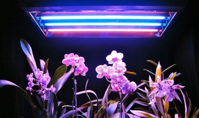 Изкуствено осветление Phalaenopsis