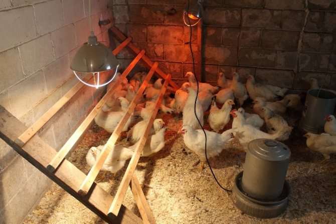 Använda IR och konventionella lampor för uppvärmning och tändning av ett kycklinghus