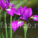 Penggunaan iris dalam landskap taman