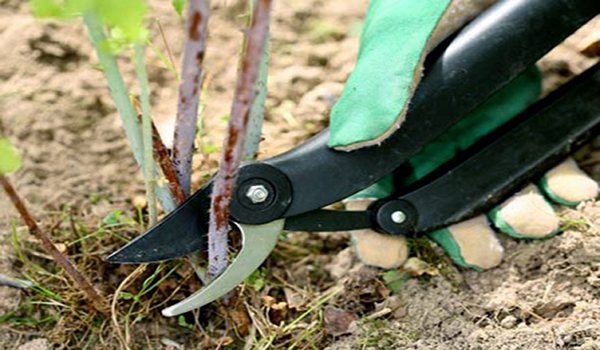 Използване на ножица за подрязване за подрязване на малинов храст