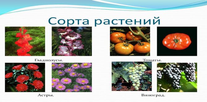 Use of resistant plant species and varieties