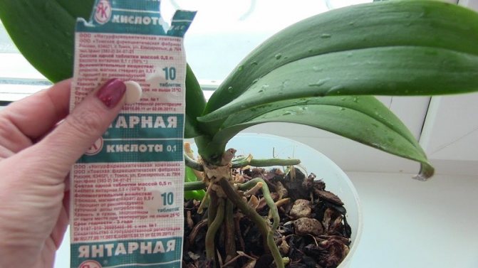 Using succinic acid to restore orchids