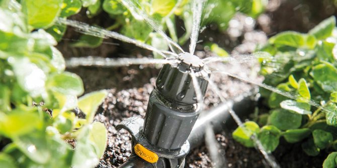 Gumamit ng drip irrigation para sa lingonberry