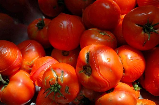 bortskämda tomater