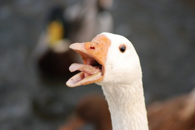 Scared goose