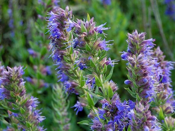 Hyssop or St. John's wort is a subshrub herb with a tart taste.